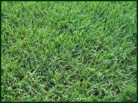 Bermuda Grass Tifway 49