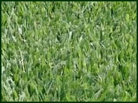Crown Zoysia Grass