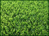 Zoysia Cavalier Grass