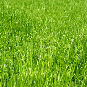 Grass, Stone & Nursery Hillcrest Farms Garden Center
